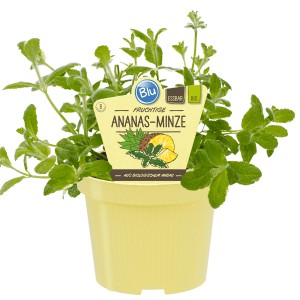 Blu Menthe Ananas Bio en pot, feuilles vert clair. Herbe de cuisine pour thé et desserts.