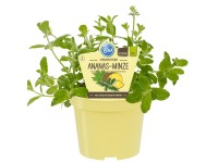 Blu Bio Ananas-Minze Bowles Mentha x rotundifolia Topf Ø ca. 12 cm