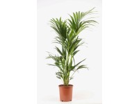 Kentia-Palme Howea Forsteriana