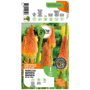 Grow by OBI Kniphofia Red Hot Poker, bulbo da fiore con spighe rosso-arancio.