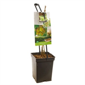 Plant de kiwi (Actinidia chinensis) en pot, hauteur 60-80 cm. Idéal pour les endroits ensoleillés avec support d'escalade.