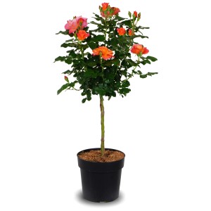 Rose Sugar Candy® Stämmchen im Topf, ca. 70 cm hoch, mit orange-lachsfarbenen Blüten.