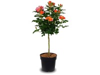 Rose Sugar Candy® Topf Ø 22 cm / Höhe ca. 70 cm Rose Sugar Candy® Topf Ø 22 cm / Höhe ca. 70 cm