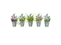 Tillandsia Airplant Mix ssortiert / 1 Stk.