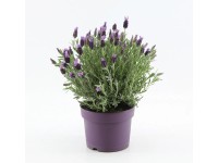 Lavendel Anouk Lavandula Stoechas Topf Ø 19 cm