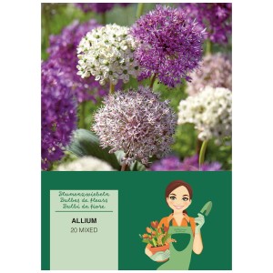 Allium 'Sensation Mix' : Bulbes d'oignon d'ornement violets et blancs dans le jardin.