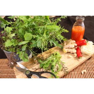Blu Bio-Salade asiatique en pot (Ø 12cm) avec ingrédients sur planche en bois.