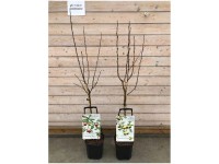 Diverse Obstbäume assortiert Topf 30 l / Höhe 100 - 150 cm / 1 Stk.