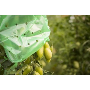 Tube de film à tomates Windhager vert sur plant de tomates dans le jardin.