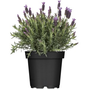Lavande papillon Javelin Blue en pot, env. 14 cm de diamètre, avec fleurs violettes.