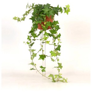 Lierre Wonder (Hedera helix) en pot, plante grimpante verte pour intérieur et extérieur.