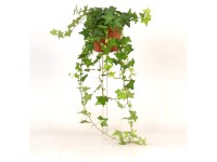 Efeu Wonder Hedera helix Topf Ø 13 cm