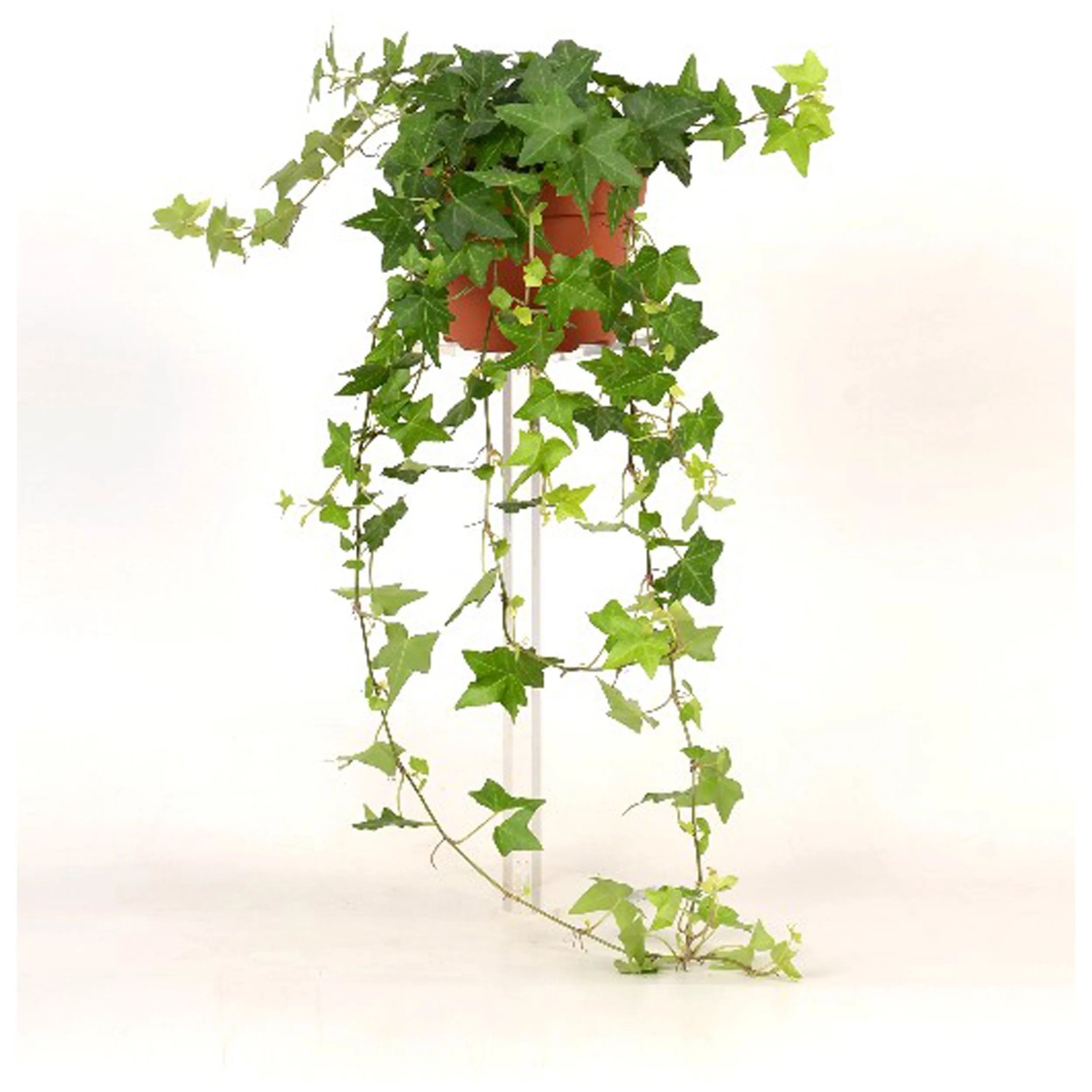 Efeu Wonder Hedera helix Topf  13 cm