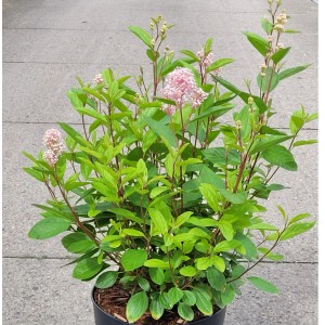 Ceanothus Perle Rose in vaso, altezza circa 40-60 cm, con fiori rosa pallido.