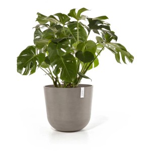 Vaso per piante Ecopots Oslo color tortora, Ø 55cm, con Monstera, ideale per il giardino.