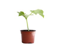 Cornichons Bio Topf-Ø 9 cm