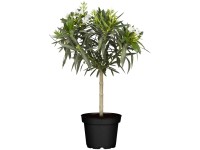 GROW by OBI Oleander Nerium Oleander Stamm Topf Ø 17 cm