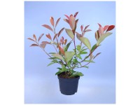 Glanzmispel Red Robin Photinia X Fraseri Topf Ø17 cm / Höhe 40cm