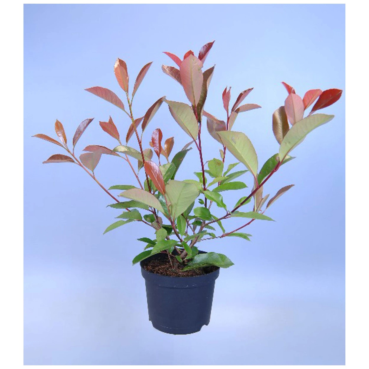 Glanzmispel Red Robin Photinia X Fraseri Topf 17 cm / Hhe 40cm
