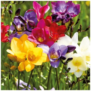 Mix di fresie Grow by OBI: Bulbi da fiore colorati e profumati per giardino e vaso.