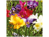 Grow by OBI Freesien Single Mixed 30 Stk. Grow by OBI Freesien Single Mixed 30 Stk.