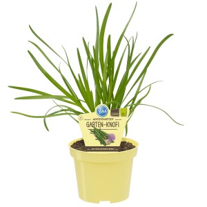Aglio Blu da giardino in vaso, ca. 12 cm di diametro. Erbe aromatiche resistenti al freddo per cucina e giardino.