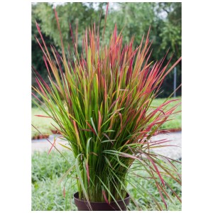 Graminées en pot, variétés assorties, feuilles rouge-vert, pot de 3 litres.
