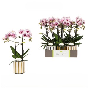 Phalaenopsis Exclusivo Athena 2-Trieber Keramiktopf Ø 12 cm / Höhe 45 cm