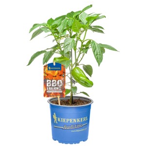Plant de légumes en pot : Plant de poivron vert de la catégorie herbes aromatiques dans un pot bleu.