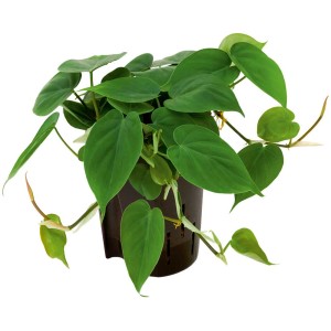 Philodendron grimpant hydroponique (Philodendron scandens) en pot, feuilles vertes.