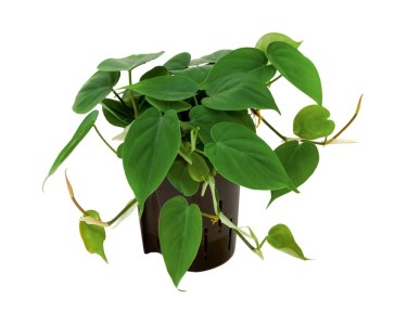 Hydropflanze Kletterphilodendron Philodendron scandens Topf  15 cm