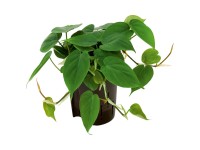 Hydropflanze Kletterphilodendron Philodendron scandens Topf Ø 15 cm