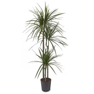 Dracéna marginata en pot, plante hydroponique, hauteur env. 95 cm.