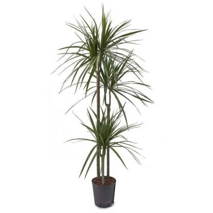 Fleur hydrophile dragonnier Dracaena marginata pot Ø 18 cm / H 95 cm