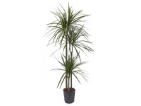 Hydropflanze Drachenbaum Dracaena marginata Topf Ø 18 cm / Höhe 95 cm