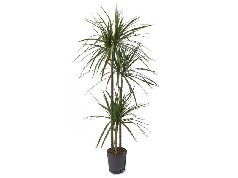 Hydropflanze Drachenbaum Dracaena marginata Topf  18 cm / Hhe 95 cm