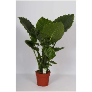 Alocasia gageana 'Oreille d'éléphant' en pot, grandes feuilles vertes, hauteur env. 110 cm.