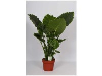 Elefantenohr Alocasia gageana Topf Ø 21 cm / Höhe 110 cm