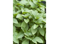 Bio-Basilikum Ocimum Topf Ø 12 cm