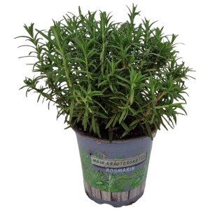 Mélange d'herbes en pot (Ø 13cm) : Romarin, thym, origan et sauge pour la cuisine et le jardin.
