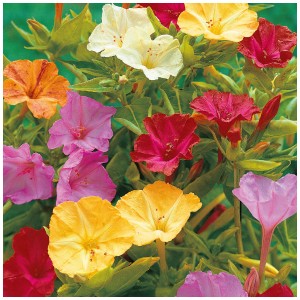 Mix colorato di fiori Bella di Notte di Grow by OBI, vari colori.