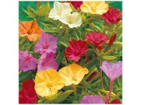 Grow by OBI Belles-de-nuit en mélange 5 pcs