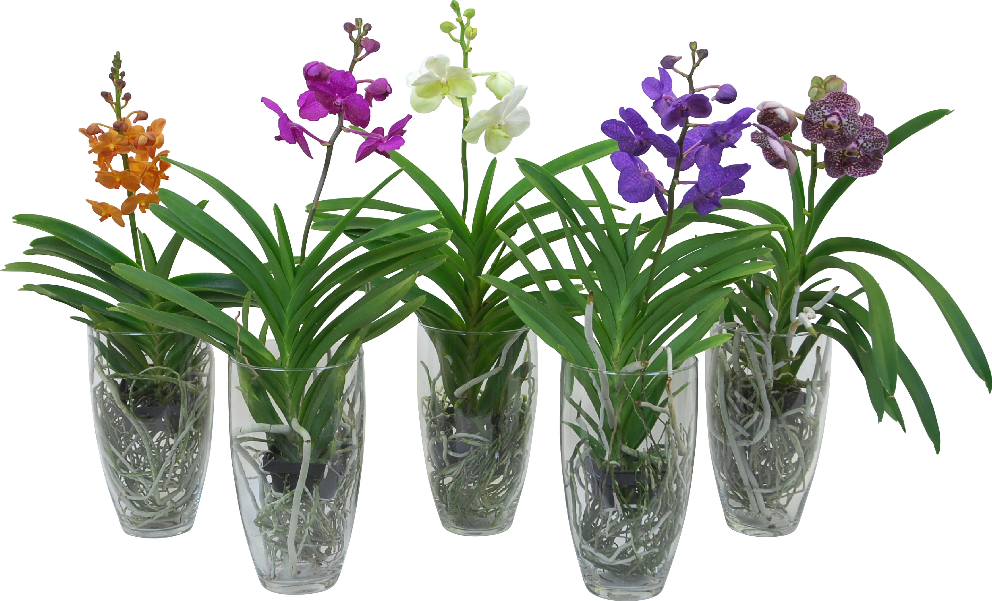 Orchidea Vanda fiori grandi Mix 1stelo vetro vaso