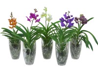 Vanda-Orchidee grossblütig Mix 1-Trieber im Glas-Gefäss Ø 13 cm Vanda-Orchidee grossblütig Mix 1-Trieber im Glas-Gefäss Ø 13 cm