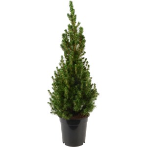 Épicéa Conica en pot, env. 55-60 cm de haut, aiguilles vert clair.