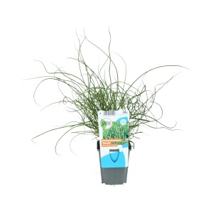 Jonc tortueux (Juncus effusus spiralis) en pot, tiges vertes spiralées.