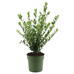 Agrifoglio giapponese 'Jenny' in vaso, altezza ca. 20-25 cm. Arbusto ornamentale sempreverde per giardino e balcone.