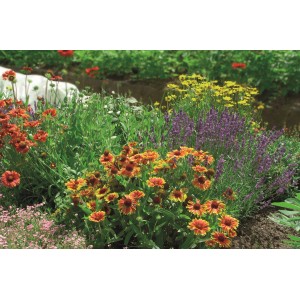 Mélange de différentes plantes vivaces d'été colorées dans un parterre.