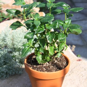 Blu Herbe à champignons bio Rungia en pot (env. 12 cm Ø), une herbe aromatique de cuisine au goût de champignon.