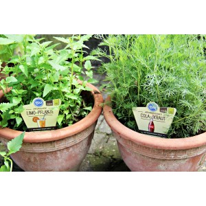 Blu Agastache mexicaine en pot, herbes de cuisine avec fleurs décoratives.